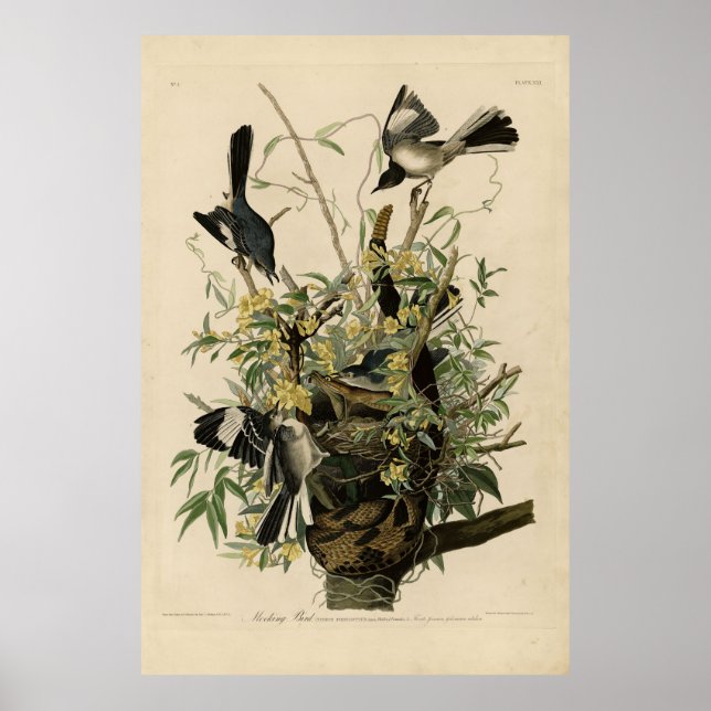 Norra Mocking Bird, Audubon's Birds of America Poster (Framsidan)
