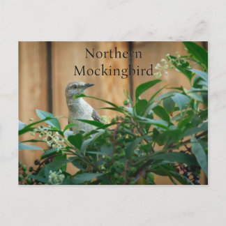 Norra Mockingbird i Pokeweed Plant Vykort