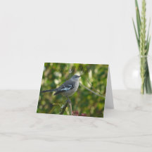 Norra Mockingbird med Flowers Safety Harbor FL