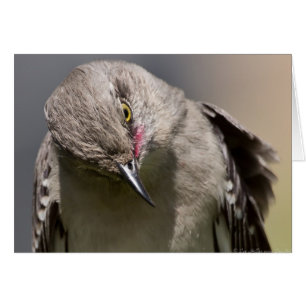 Norra Mockingbird tar en Bow Apparel & Gifts Hälsningskort