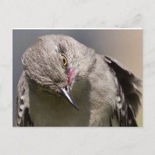 Norra Mockingbird tar en Bow Apparel & Gifts Vykort