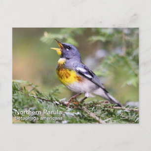 norra Parula Vykort