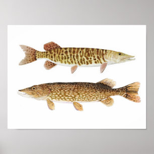 Norra Pike & Barred Muskie Art Poster