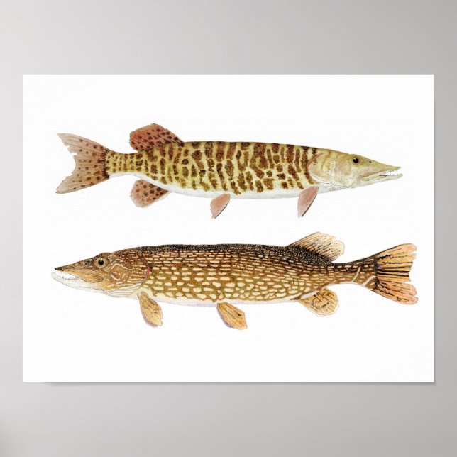 Norra Pike & Barred Muskie Art Poster (Framsidan)