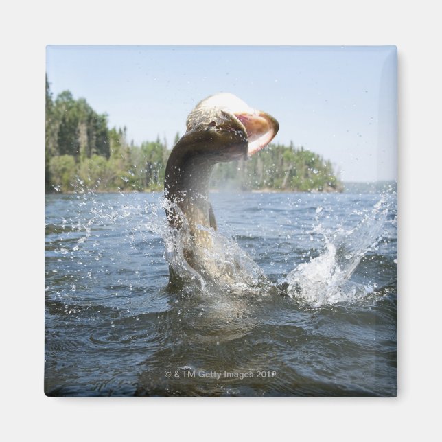 Norra Pike hoppade ut från vatten i sjö. Magnet (Framsidan)