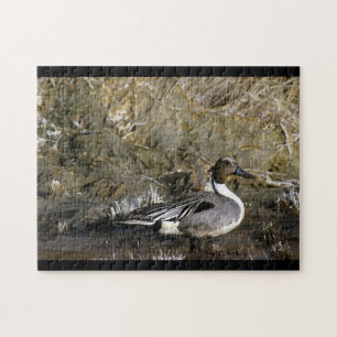 Norra Pintail Anka Pussel