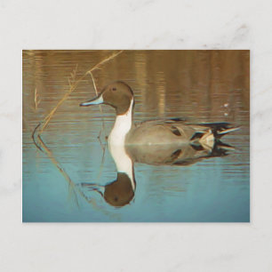 Norra Pintail-vykort Vykort