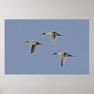 norra Pintails Poster