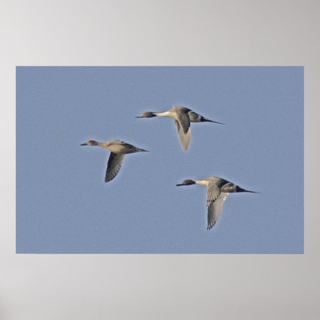 norra Pintails Poster (Framsidan)