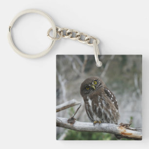 norra Pygmy Uggla