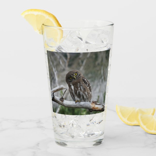 norra Pygmy Uggla Glaskopp (Framsida Ice)