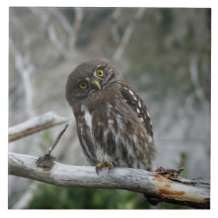 norra Pygmy Uggla Kakelplatta