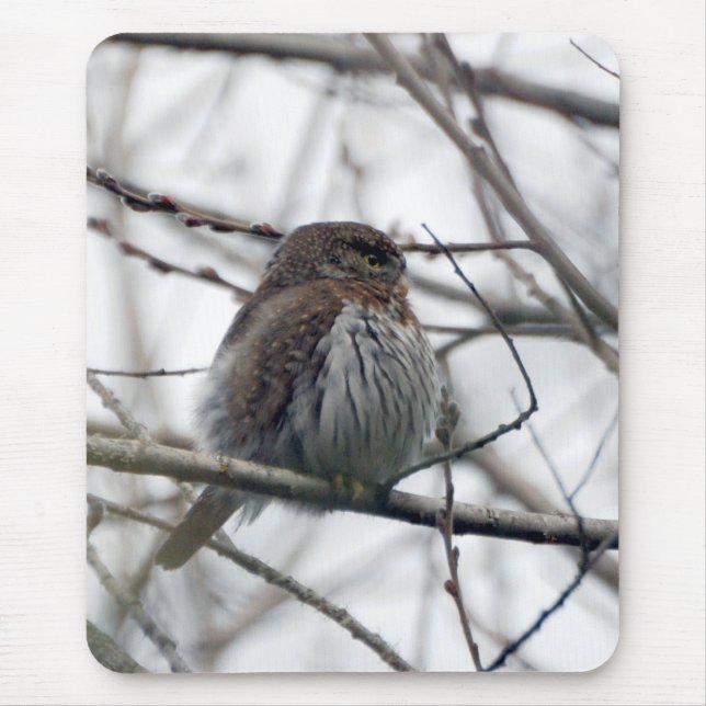 norra Pygmy Uggla Musmatta (Framsidan)