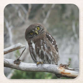 norra Pygmy Uggla Underlägg Papper Kvadrat