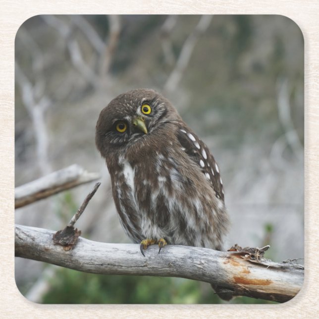 norra Pygmy Uggla Underlägg Papper Kvadrat (Framsidan)
