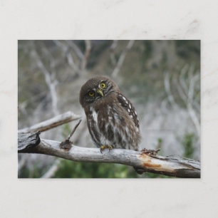 norra Pygmy Uggla Vykort