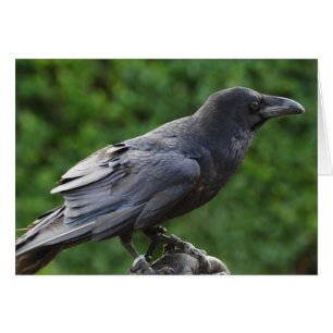 norra Raven Hälsningskort