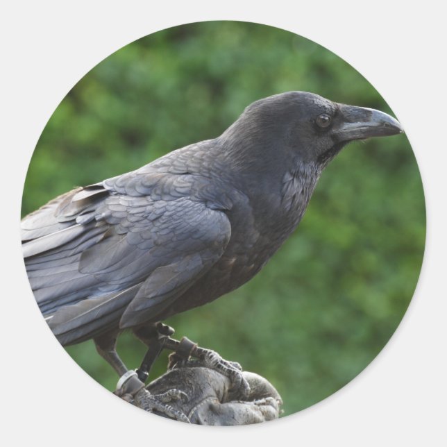 norra Raven Runt Klistermärke (Framsida)