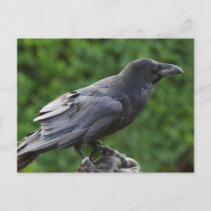 norra Raven Vykort