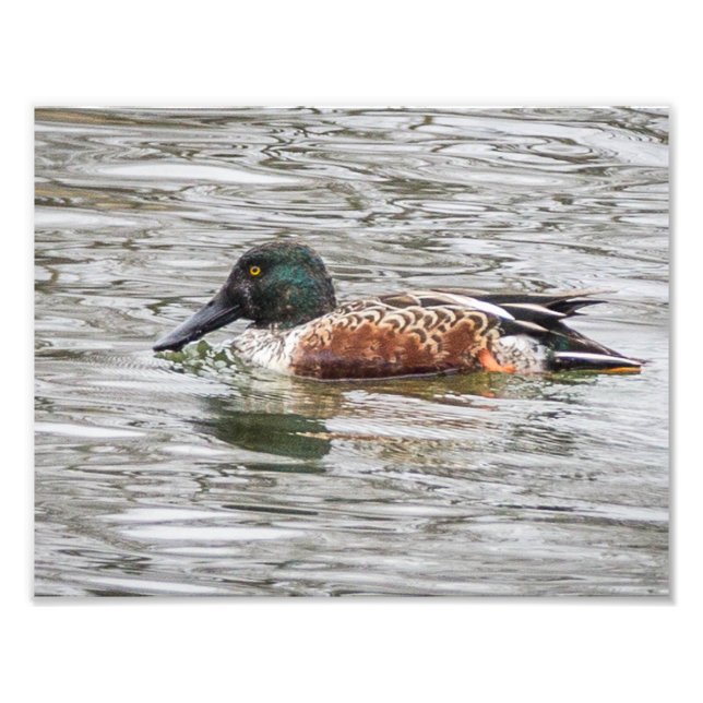 Norra Shoveler Anka Fototryck (Framsidan)