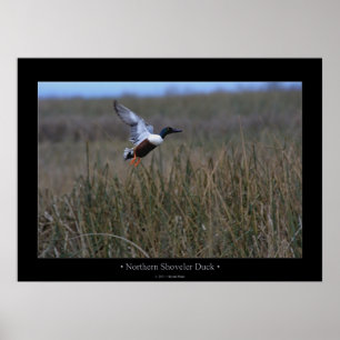 Norra Shoveler Anka Poster
