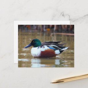 Norra Shoveler Anka vid Pond Vykort