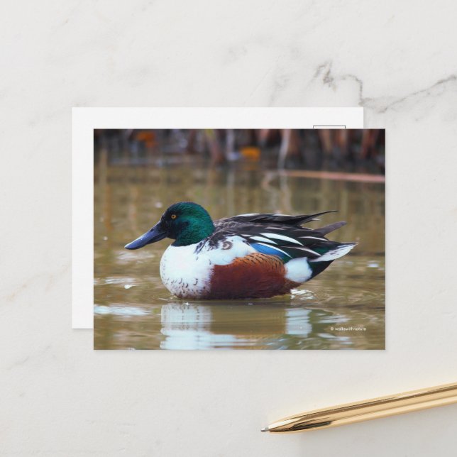 Norra Shoveler Anka vid Pond Vykort (Fram/Back In Situ)