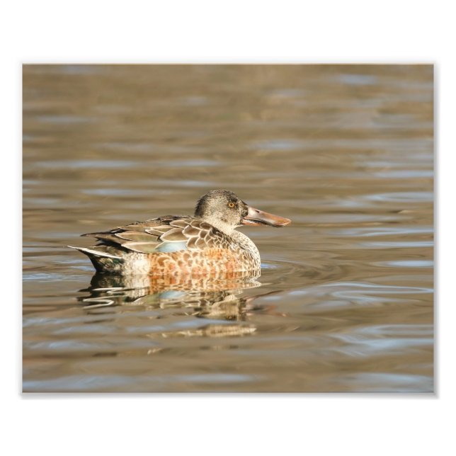 Norra Shoveler Female på bukten Fototryck (Framsidan)