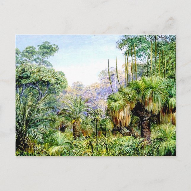 Norra - Skogscen i Väster Australien Vykort (Framsida)