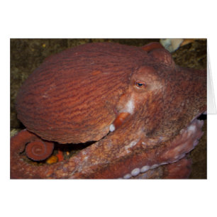 Norra Stillahavsområdet - Giant Octopus Hälsningskort
