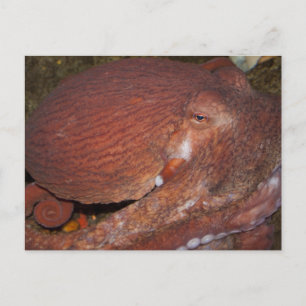 Norra Stillahavsområdet - Giant Octopus Vykort