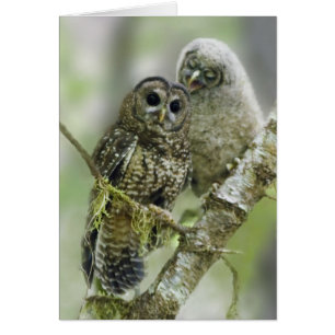 Norra Uggla med sin Owlet Hälsningskort