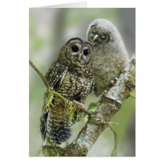 Norra Uggla med sin Owlet Hälsningskort (Framsidan)