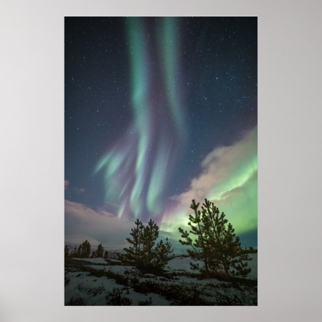 Norrskens Träd Poster (Framsidan)