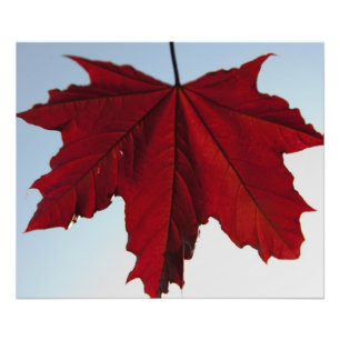 Norsk Crimson kunglönnlöv Fototryck