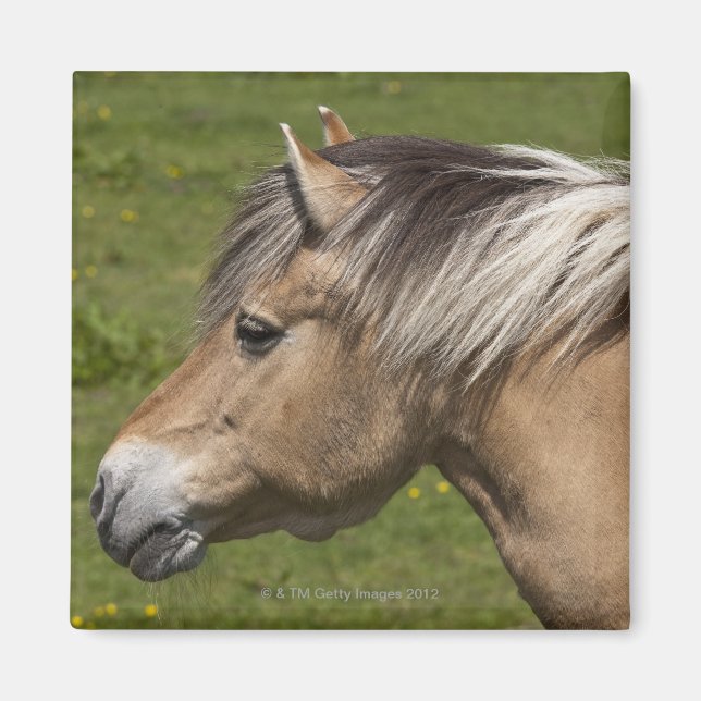 Norsk Fjord Horse Magnet (Framsidan)