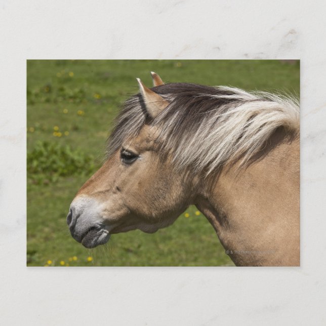 Norsk Fjord Horse Vykort (Framsida)