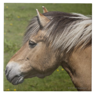 Norsk Fjordhäst Kakelplatta