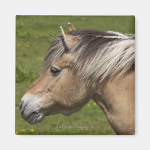 Norsk Fjordhäst Magnet