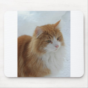 Norsk_Forest_Cat Musmatta