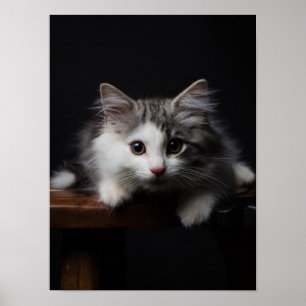 Norsk skog Kitten Poster