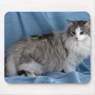 Norsk skog, silver, tabby och vit musmatta