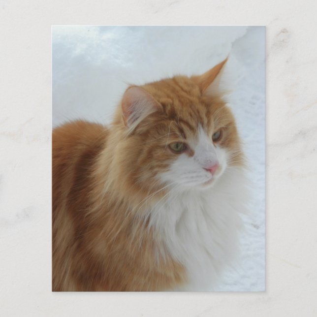 Norsk_Skogkatt (Framsida)