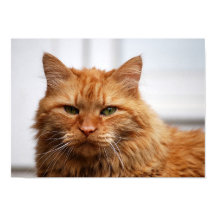 Norsk Skogkatt Affisch