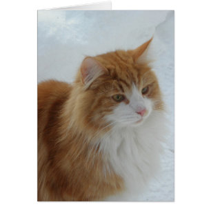 Norsk skogkatt hälsningskort