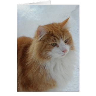 Norsk skogkatt hälsningskort