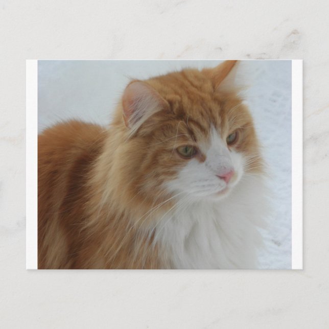 Norsk_Skogkatt Helg Vykort (Framsida)
