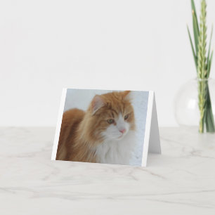 Norsk_Skogkatt Helgkort