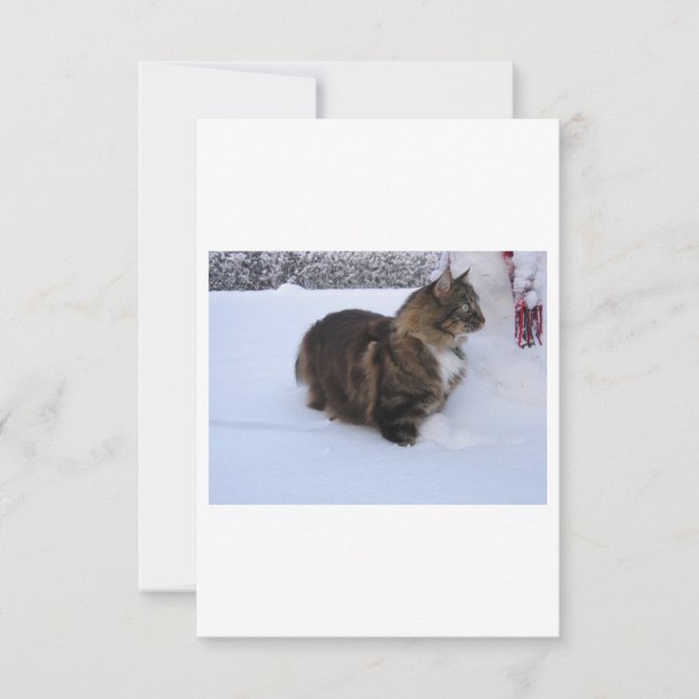 norsk skogkatt i snö (Framsida)