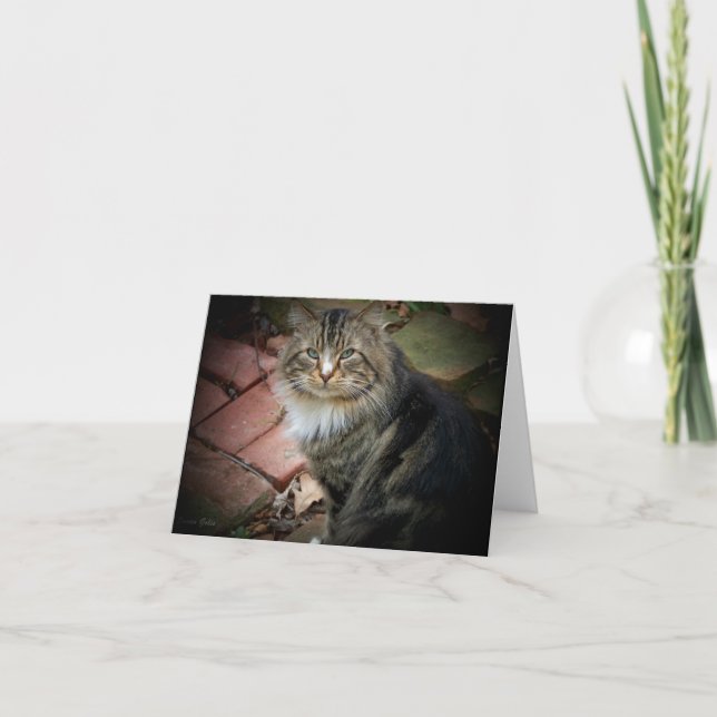 Norsk Skogkatt-kort Kort (Framsida)